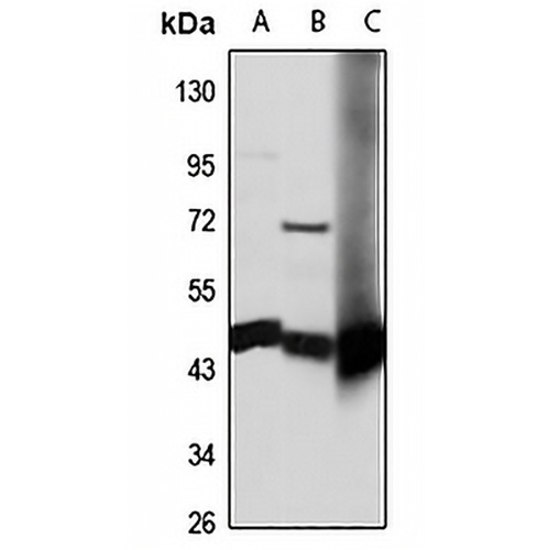 ASS1 Rabbit Polyclonal Antibody