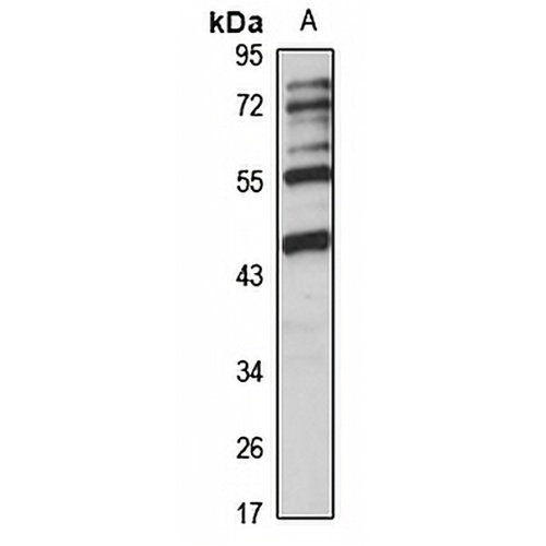 ASTL Rabbit Polyclonal Antibody