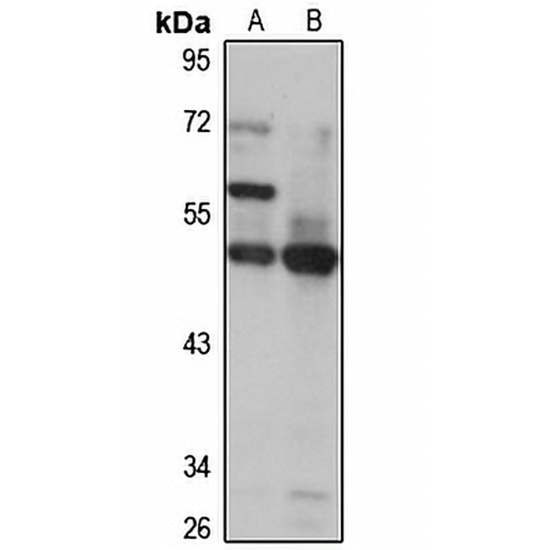 ASZ1 Rabbit Polyclonal Antibody