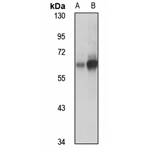 Atlastin-2 Rabbit Polyclonal Antibody