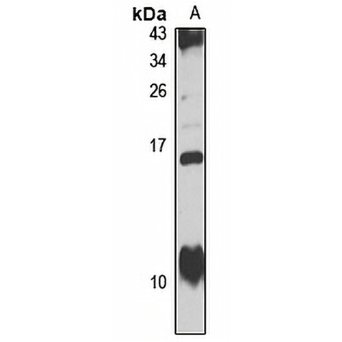 HAH1 Rabbit Polyclonal Antibody