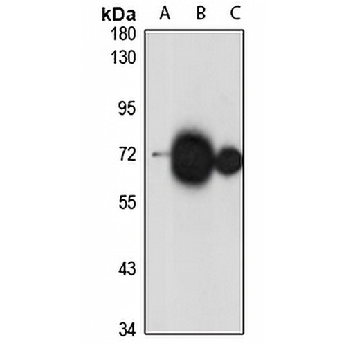 ATP6V1A Rabbit Polyclonal Antibody