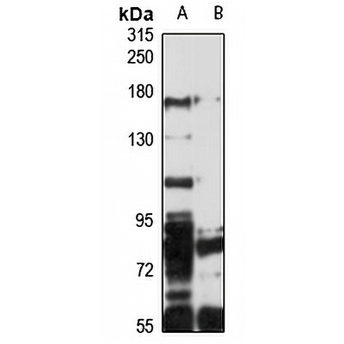 ATP8A1 Rabbit Polyclonal Antibody