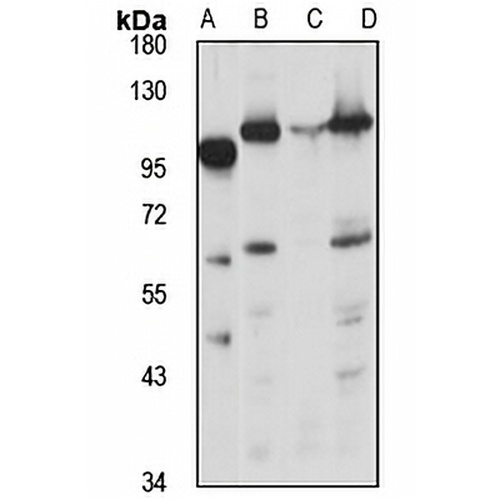 Advillin Rabbit Polyclonal Antibody