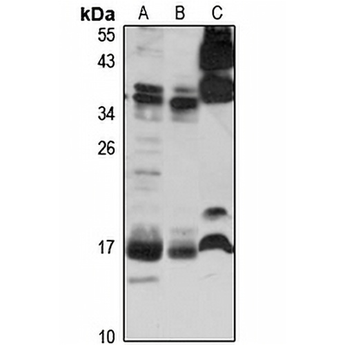 AVPI1 Rabbit Polyclonal Antibody