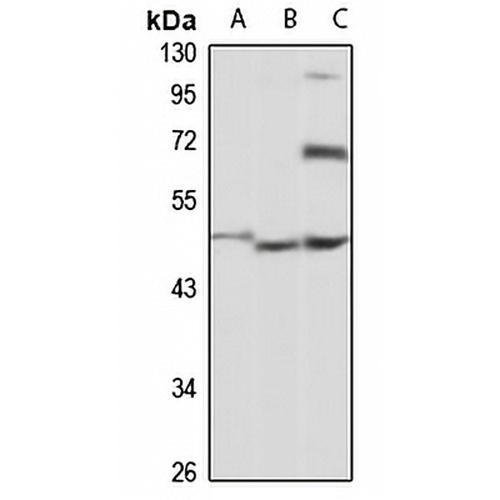 OAZIN Rabbit Polyclonal Antibody