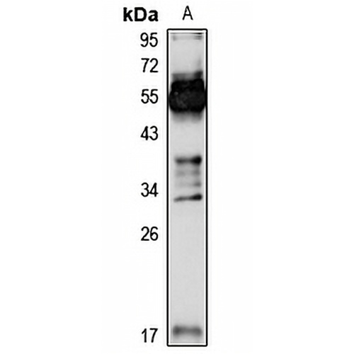Azurocidin Rabbit Polyclonal Antibody