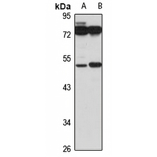 beta 3Gn-T3 Rabbit Polyclonal Antibody