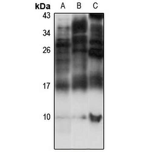 BAF Rabbit Polyclonal Antibody