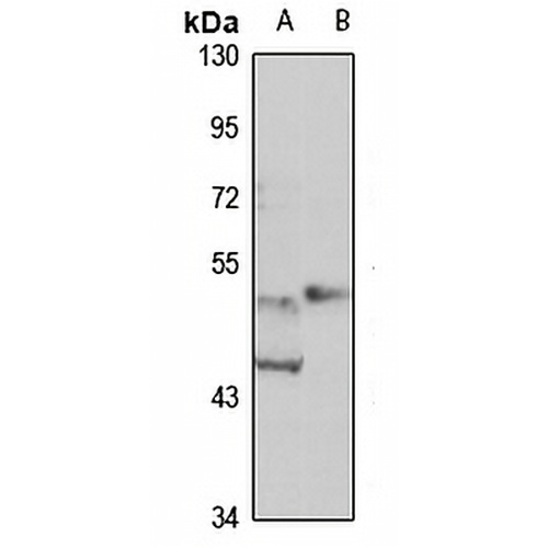 BANP Rabbit Polyclonal Antibody