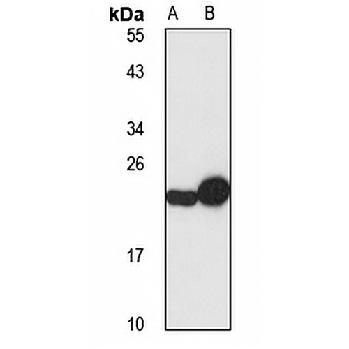 PUMA Rabbit Polyclonal Antibody