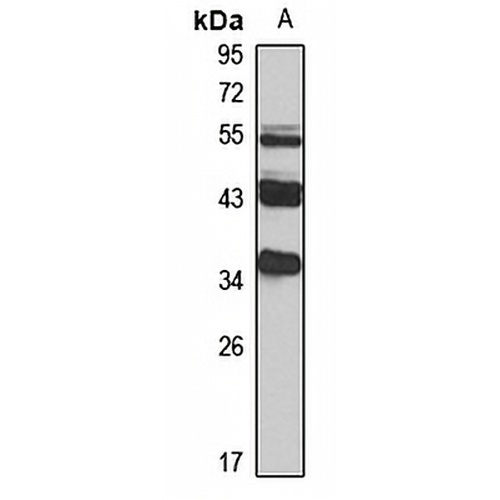 BBS4 Rabbit Polyclonal Antibody