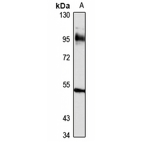 CD239 Rabbit Polyclonal Antibody