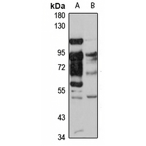 Brevican Rabbit Polyclonal Antibody