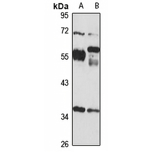 BCDIN3D Rabbit Polyclonal Antibody