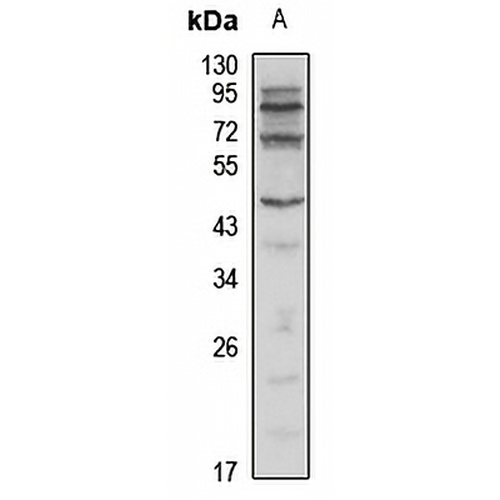 BCL2L13 Rabbit Polyclonal Antibody