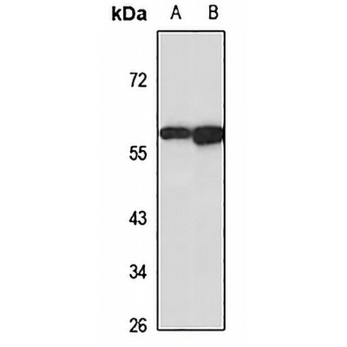 BCL3 Rabbit Polyclonal Antibody