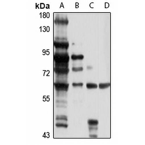 BCDO2 Rabbit Polyclonal Antibody