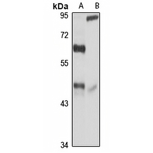 BHMT Rabbit Polyclonal Antibody