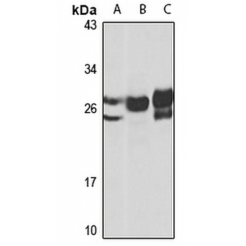 BIRC8 Rabbit Polyclonal Antibody