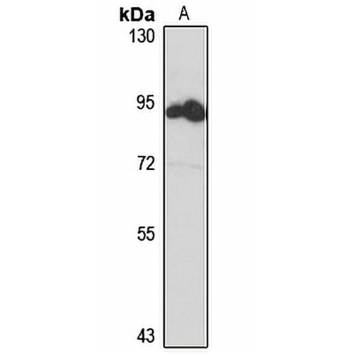 BORA Rabbit Polyclonal Antibody