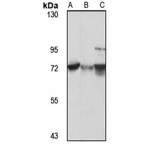 RNF52 Rabbit Polyclonal Antibody