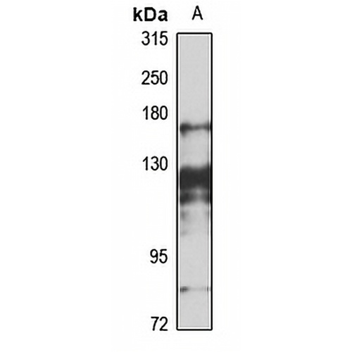 BRD1 Rabbit Polyclonal Antibody