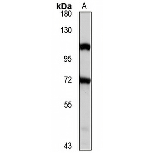 RING3 Rabbit Polyclonal Antibody