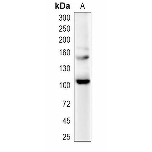 BRD4 Rabbit Polyclonal Antibody