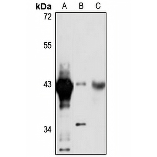 BXDC2 Rabbit Polyclonal Antibody