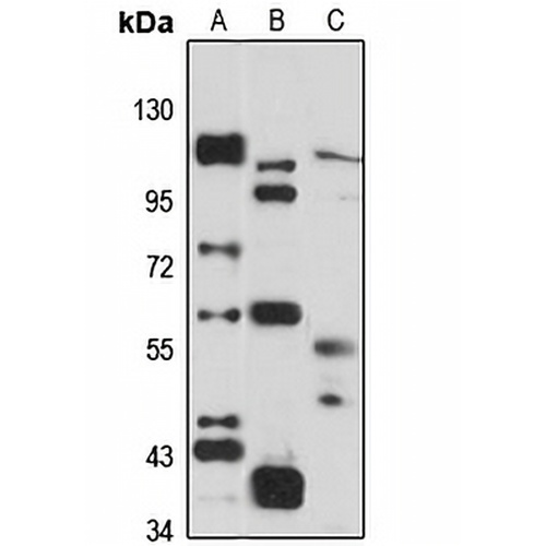 BTN3A3 Rabbit Polyclonal Antibody