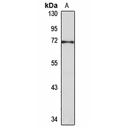BVES Rabbit Polyclonal Antibody
