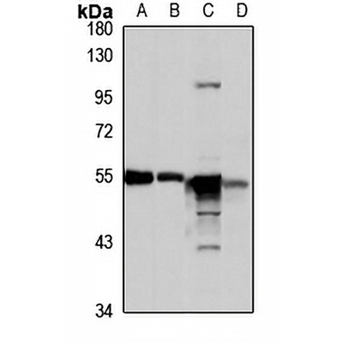 Bystin Rabbit Polyclonal Antibody