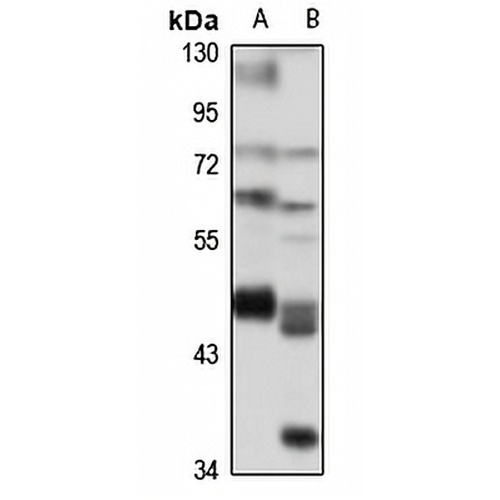BZW1 Rabbit Polyclonal Antibody