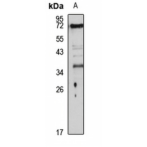 Gi24 Rabbit Polyclonal Antibody