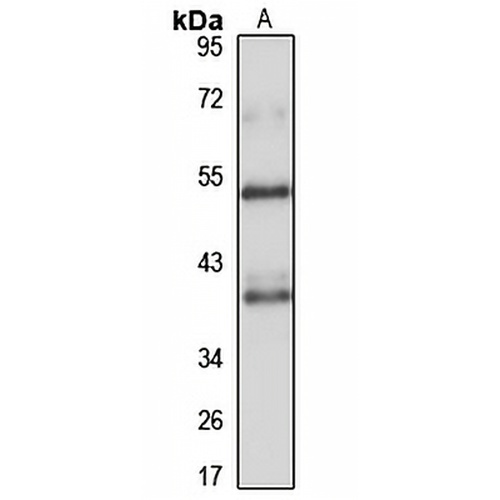 MYG1 Rabbit Polyclonal Antibody