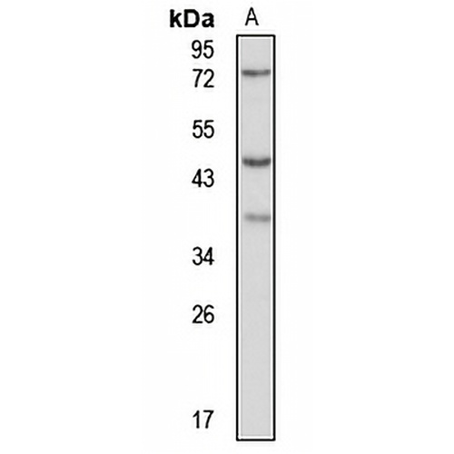 C12orf29 Rabbit Polyclonal Antibody