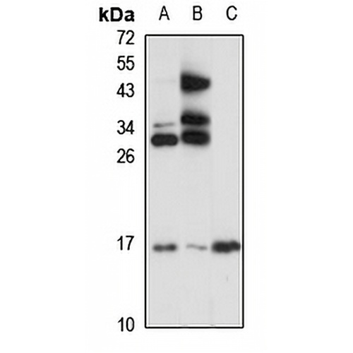 IL-25 Rabbit Polyclonal Antibody