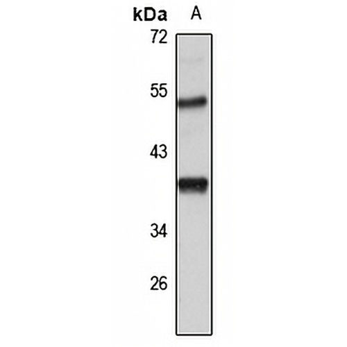CTRP4 Rabbit Polyclonal Antibody