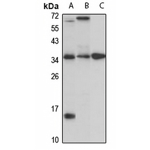 CTRP5 Rabbit Polyclonal Antibody