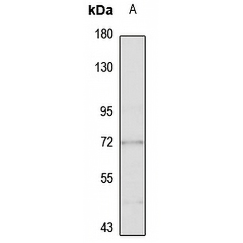 Complement C2 Rabbit Polyclonal Antibody
