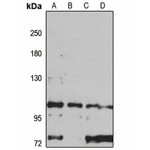 CDP138 Rabbit Polyclonal Antibody