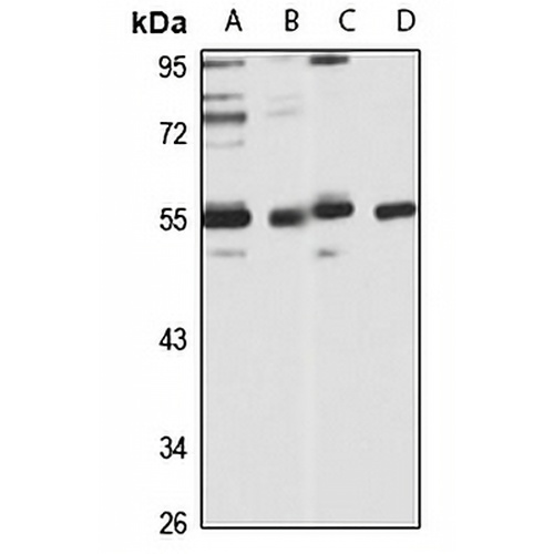 C3a Receptor Rabbit Polyclonal Antibody