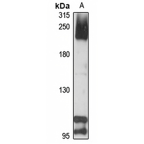 Complement C4-A Rabbit Polyclonal Antibody