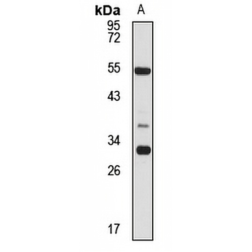 C9orf72 Rabbit Polyclonal Antibody
