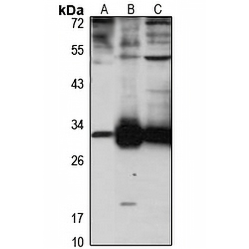 Carbonic Anhydrase 7 Rabbit Polyclonal Antibody