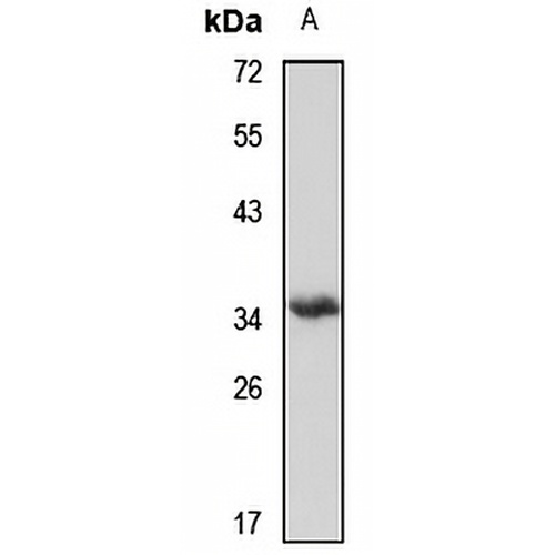 MO25 Rabbit Polyclonal Antibody