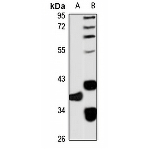 MO25L Rabbit Polyclonal Antibody