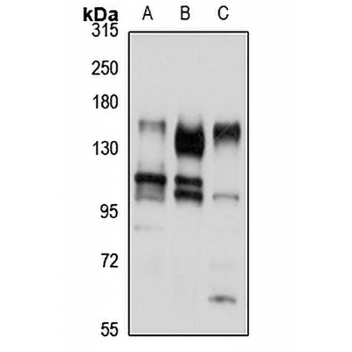 CACNA2D1 Rabbit Polyclonal Antibody