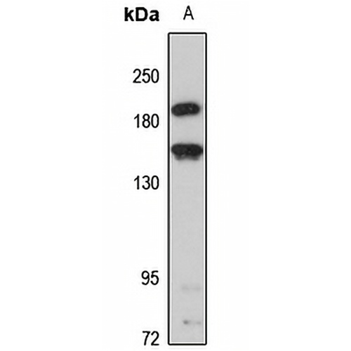 CADPS2 Rabbit Polyclonal Antibody